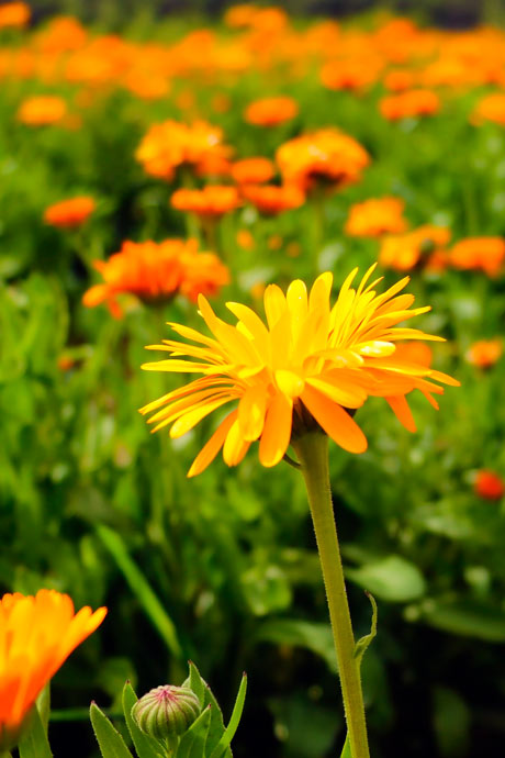 flower_vert_img4